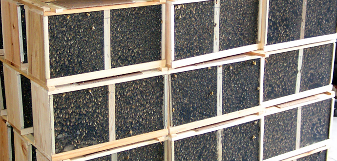 Package Bees and Queens