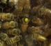 Picked Up - 3 lb. Italian Package - MARKED QUEEN - BEE-06m