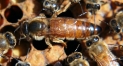 Italian Queen Bee 
